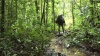 Nature préservée dans les marais de Kaw-Roura, en Guyane (Vidéo)