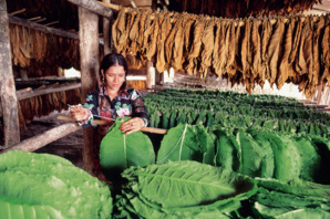 Séchage des feuilles de tabac - © OT République dominicaine