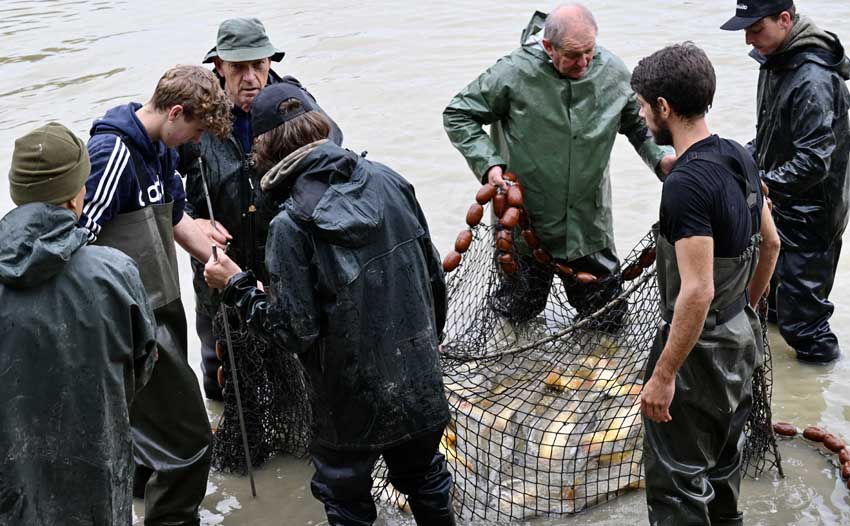 Pêche de carpes en étang pendant la mise en assec - © Florence Béréziat