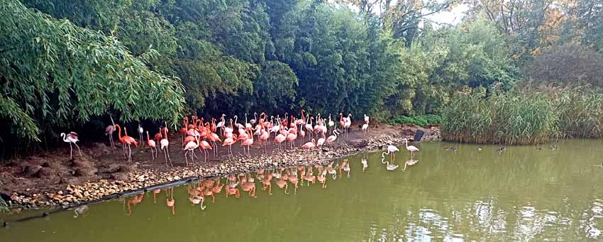 Les flamants roses cacardent - © Hubert Gouleret