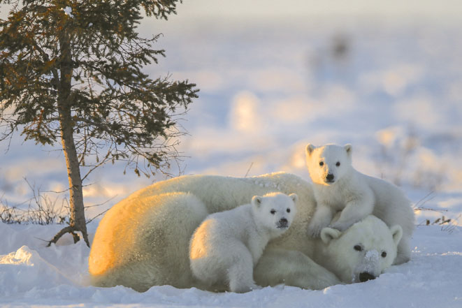 Canada - Ours polaire et oursons - © Michel Rawicki