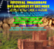 Ouarzazate : Festival des amandes et des noix d'Imaghrane